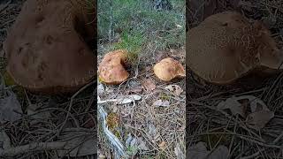 ⚠️ BOLETUS Pinophilus ⚠️ mayo 2024 [upl. by Ellivro]