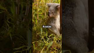 Join the Fight to Protect🐨 Koalas this September 27th [upl. by Inus371]