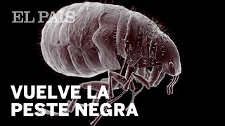 La peste negra reaparece en EE UU  Internacional [upl. by Dviad535]