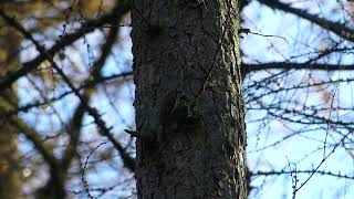 A Treecreeper creeping up a Tree [upl. by Norehc317]