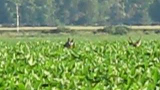 Deer hopping through soybeans [upl. by Cotsen431]