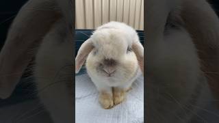 WHO WATCHES LENNON THE BUNNY🙌 bunny bunnylife pets rabbitry animals rabbites petbunny fun [upl. by Tierza]