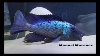 Fossorochromis Rostratus 1 [upl. by Ready]