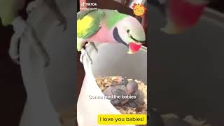 3 Shocking Parrot Parenting Mistakes Youre Making Right Now [upl. by Atinwahs]