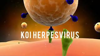 Koi Herpesvirus KHV [upl. by Ruffina]