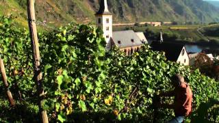 Mosel Tourismus Weinlese im Ferienland Cochem im September amp Oktober [upl. by Sargent]