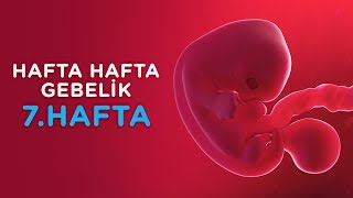 Hamilelikte 7 Hafta  Hafta Hafta Gebelik  İlk Adımlarım [upl. by Eileen]