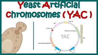 Yeast artificial chromosome YAC  What are the components of yeast artificial chromosome [upl. by Heigho]