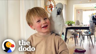 Cockatoo Used To Be The Only Child Until…  The Dodo [upl. by Nassi]