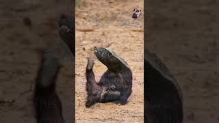 Honey Badger didyouknow facts [upl. by Irafat]