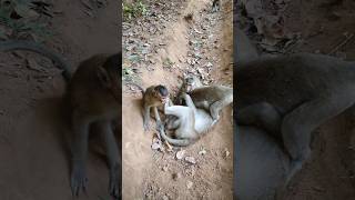 Wild monkeys playing for relaxing monkeyaction monkeybehavior [upl. by Neeruam]