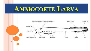 Ammocoetes larva  Petromyzon larva [upl. by Joanie]