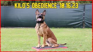 Join us for Kilos Obedience Session [upl. by Ibrad893]