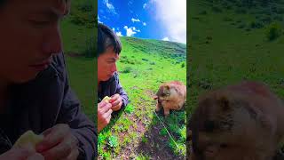 Cute Wild animal bobak marmot or prairie dog 443 [upl. by Aitnis]