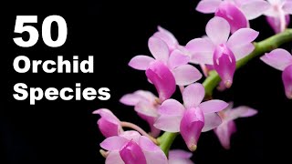 50 Orchid Species Name  Orchid Flower  Types of Orchid With Pictures and Names [upl. by Ilahsiav]