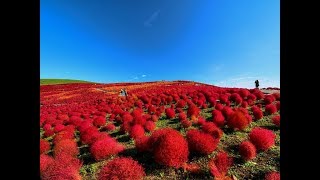 Amazing and Most Beautiful Kochia Burning Bush Plants  Kochia scoparia [upl. by Recha883]