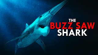 Helicoprion The Buzz Saw Shark [upl. by Axia]