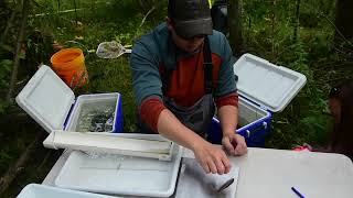 Field Day Friday  Michigan Fish Survey [upl. by Hullda]