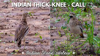 Indian Thick Knee  Indian Stone Curlew call  Burhinus indicus stonecurlew indianthickknee [upl. by Darton507]