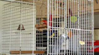 Swearing Parrot Sparky Awesome Human TalkingAS SEEN ON TV [upl. by Nowtna]