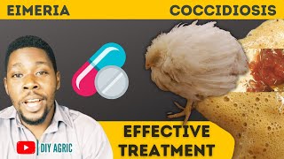 Coccidiosis  Brown and Bloody Poop  How to Treat Coccidiosis Symptoms in Chicken [upl. by Leahpar]