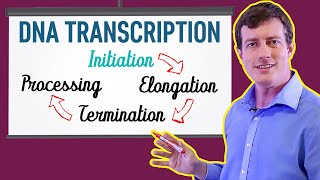 DNA Transcription Made EASY  Part 1 Initiation 🐣 [upl. by Eirameinna902]