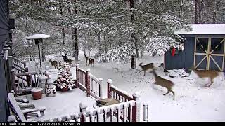 Deer quotStampedequot 12222018 [upl. by Con]