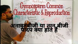 Gymnosperm in Hindi  अनावृतबीजी पादप ‌ gymnosperm common characteristics and reproduction class 11 [upl. by Ahsiam]