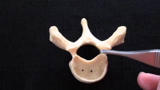 Typical Vertebra  Spinal column  Anatomy [upl. by Rabjohn]