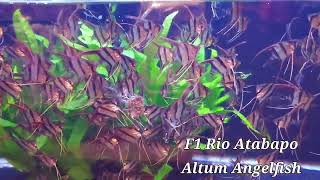 Rio Atabapo F1 Pterophyllum Altum angelfish tank raised [upl. by Nillor]