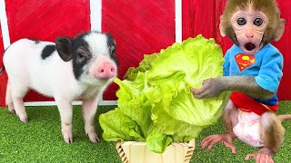 Monkey Baby Bon Bon goes to harvest vegetables and eat watermelon with piglets on the farm [upl. by Dayna]