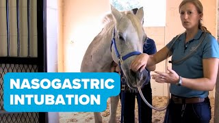 Equine Training Nasogastric Intubation [upl. by Yema]