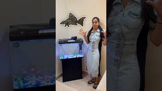 Aquarium Mai Dali New Fishes  🤩 minivlog sanjhalikavlog aquarium fishes [upl. by Sivie351]