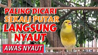 PANCINGAN KENARI GACOR PANJANG Ini Cocok Untuk Masteran Kenari PAUD amp PANCINGAN Kenari MACET BUnyi [upl. by Valerle]