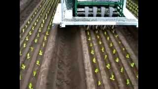 Automatic seedling planting machine on farm in Australia [upl. by Dawson389]