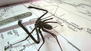 whip spider doing pressupsMOV [upl. by Tare121]