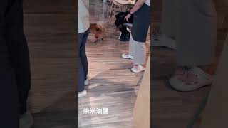 台南咖啡廳養的柴犬很喜歡玩雷射筆，其他柴犬喜歡逗貓棒或蟑螂（哈哈），柴柴與秋田相似，因此經常被搞混。細分的話，秋田臉較柴犬圓，柴犬的耳朵與嘴較秋田尖，最大的差別是體型，柴犬比秋田明顯嬌小可愛。 [upl. by Trici562]