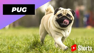 Pug 🐶 One Of The Most Popular Dog Breeds In The World shorts [upl. by Alburg]