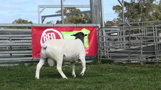 Mt Gipps 2024 Red Rock 230053 lot 82 [upl. by Sonaj]