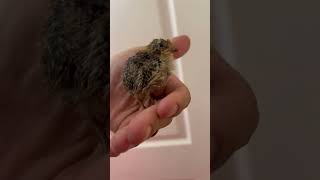 ✨Coturnix Quail Chick✨ [upl. by Yug442]