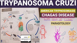 Life Cycle Of Trypanosoma Cruzi  Chagas Disease  American Trypanosomiasis  Parasitology [upl. by Moyers]