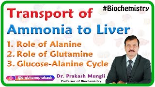 Transport Of Ammonia To Liver  Role of Alanine Role of Glutamine GlucoseAlanine cycle  USMLE [upl. by Enelyw]