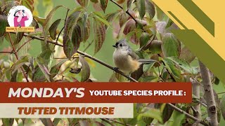 Species Profile Tufted Titmouse [upl. by Ioyal314]