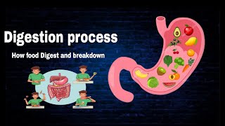 Digestion process How food Digest  By AbuBakar Med Plus [upl. by Burtie256]