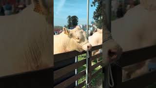 Charolais Expo Prado 2024 [upl. by Draillih]