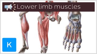 9 lower limb muscles youll want to know how to pronounce  Anatomical Terms Pronunciation by Kenhub [upl. by Rossuck717]