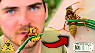 EXECUTIONER WASP STING The EXTENDED EDITION [upl. by Otes]