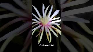 Pitahaya coninermis 01 [upl. by Aenal]