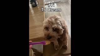 Top 10 Goobie Woobies Cavapoo Edition [upl. by Kcyred]