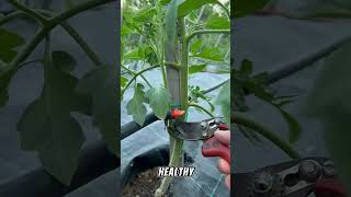 Ultimate Guide of Tomato 🍅gardeningadvice viralvideo fyp viralshort tiktok shorts gardening [upl. by Marisa]